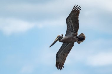 Kahverengi Pelikan - Pelecanus occidentalis, Amerika 'nın Pasifik ve Atlantik kıyılarında büyük su kuşu avcılığı, Cambutal, Panama.