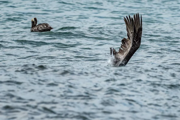Brun Pelikan Pelecanus Occidentalis Stora Vatten Fågel Fiske Amerika Stilla — Stockfoto