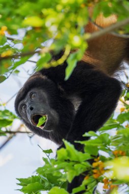 Mantolu Maymun - Alouatta palliata, Latin Amerika ormanlarından ve ormanlarından güzel gürültülü primat, Cambutal, Panama.