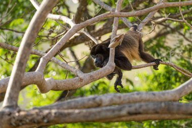 Mantolu Maymun - Alouatta palliata, Latin Amerika ormanlarından ve ormanlarından güzel gürültülü primat, Cambutal, Panama.