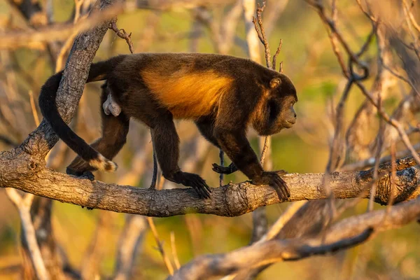 Mantled Howler Monkey Alouatta Palliata Beautiful Noisy Primate Latin America — Stock Photo, Image