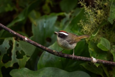 Siyah yanaklı Warbler - Basileuterus melanogenys, Latin Amerika 'nın Montan Ormanları' ndan tünemiş güzel küçük bir kuş, Volcn, Panama.
