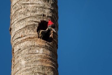 Lineated Woodpecker - Dryocopus lineatus, Latin Amerika ormanlarından güzel renkli büyük ağaçkakan, Cambutal, Panama.