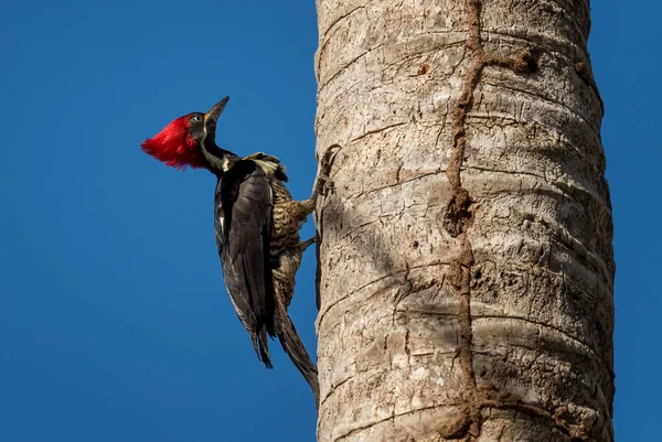 Lineated Woodpecker Dryocopus Lineatus Beautiful Colored Large Woodpecker Latin America — Stock Photo, Image