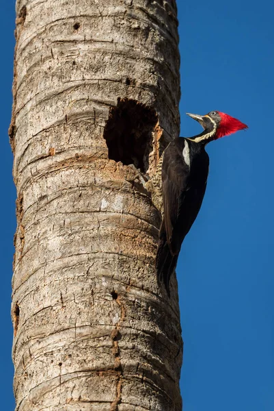 stock image Lineated Woodpecker - Dryocopus lineatus, beautiful colored large woodpecker from Latin America woodlands and forests, Cambutal, Panama.