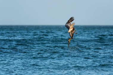 Kahverengi Pelikan - Pelecanus occidentalis, Amerika 'nın Pasifik ve Atlantik kıyılarında büyük su kuşu avcılığı, Cambutal, Panama.