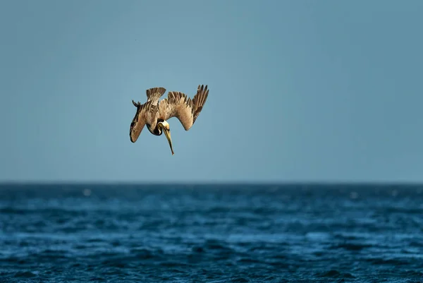 Brown Pelican Pelecanus Occidentalis Велика Риболовля Водними Птахами Узбережжі Тихого — стокове фото