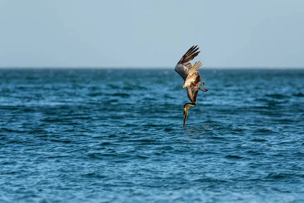 Braunpelikan Pelecanus Occidentalis Große Wasservogelfischerei Der Amerikanischen Pazifik Und Atlantikküste — Stockfoto