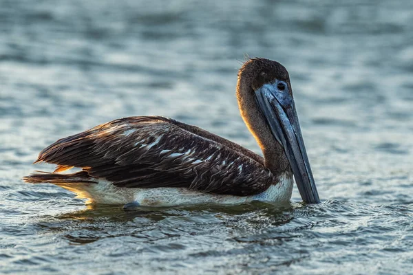 Brown Pelican Pelecanus Occidentalis Large Water Bird Fishing Americas Pacific — Stock Photo, Image