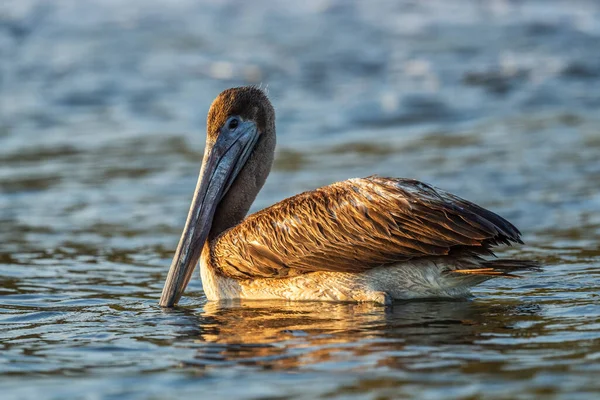 Brown Pelican Pelecanus Occidentalis Large Water Bird Fishing Americas Pacific — 스톡 사진
