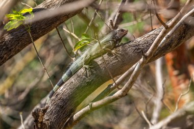 Ortak Yeşil İguana - İguana, Orta ve Latin Amerika 'nın büyük popüler kertenkelesi ormanları, ormanlar ve tatlı su kıyıları, Cambutal, Panama.