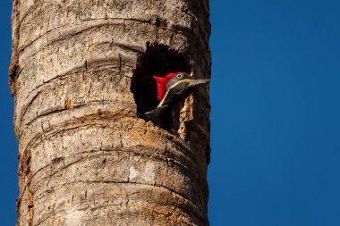 Lineated Woodpecker - Dryocopus lineatus, Latin Amerika ormanlarından güzel renkli büyük ağaçkakan, Cambutal, Panama.