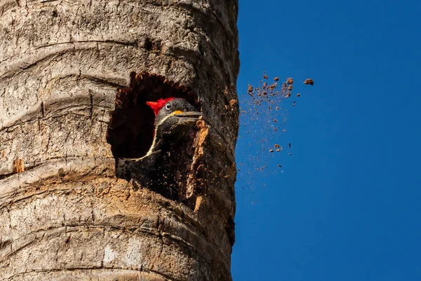 Lineated Woodpecker Dryocopus Lineatus Beautiful Colored Large Woodpecker Latin America — Stock Photo, Image