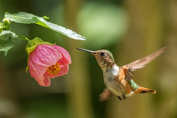 Magenta Throated Woodstar カリフロックス ブライアンテ ラテンアメリカの森林と庭園からの小さな色のハチドリ Volcn パナマ — ストック写真