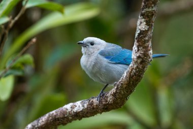 Mavi-gri Tanager - Thraupis piskoposluğu, Latin Amerika ormanlarından güzel mavi tüneyen kuş, El Valle de Anton, Panama.