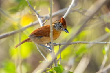 Engellenmiş Antshrike - Thamnophilus doliatus, Latin Amerika ormanlarından, ormanlarından ve bahçelerinden tüneyen güzel küçük kuş, Cambutal, Panama.