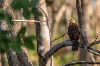 Sarı başlı Caracara - Milvago chimachima, Orta ve Latin Amerika ormanlarından küçük yırtıcı kuş, Cambutal, Panama.