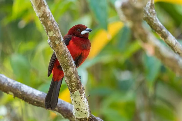 Tanager Respaldado Por Carmesí Ramphocelus Dimidiatus Hermoso Pájaro Rojo Negro — Foto de Stock