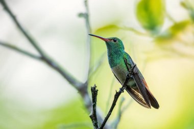 Rufous-tail Hummingbird - Amazilia tzacatl, Panama, El Valle de Antn tropikal ormanlarından güzel renkli küçük sinekkuşu.