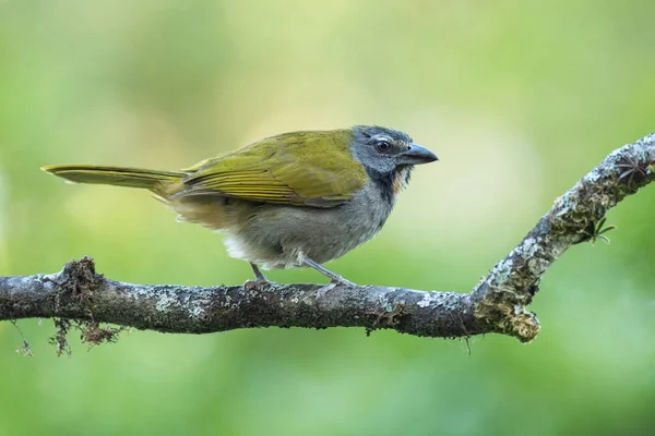 Saltator Gardłowy Saltator Maximus Duży Zielony Żółty Ptak Okoniowy Lasów — Zdjęcie stockowe