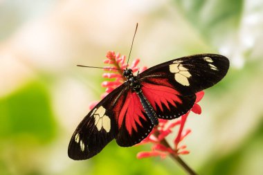 Doris Longwing - Heliconius Doris, Yeni Dünya 'dan küçük güzel renkli kelebek, Panama.