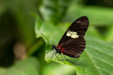 Doris Longwing - Heliconius Doris, Yeni Dünya 'dan küçük güzel renkli kelebek, Panama.