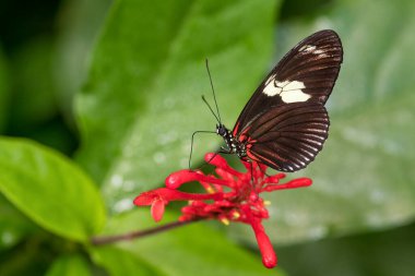 Doris Longwing - Heliconius Doris, Yeni Dünya 'dan küçük güzel renkli kelebek, Panama.