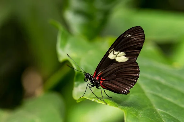 Doris Longwing Heliconius Doris Malý Krásný Barevný Motýl Nového Světa — Stock fotografie