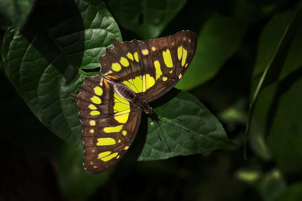 Malachite Butterfly Siproeta Stelenes Beautiful Malachite Butterfly New World Bushes — Stock Photo, Image