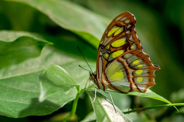 Motyl Malachitowy Siproeta Stelenes Piękny Motyl Malachitowy Krzewów Lasów Nowego — Zdjęcie stockowe