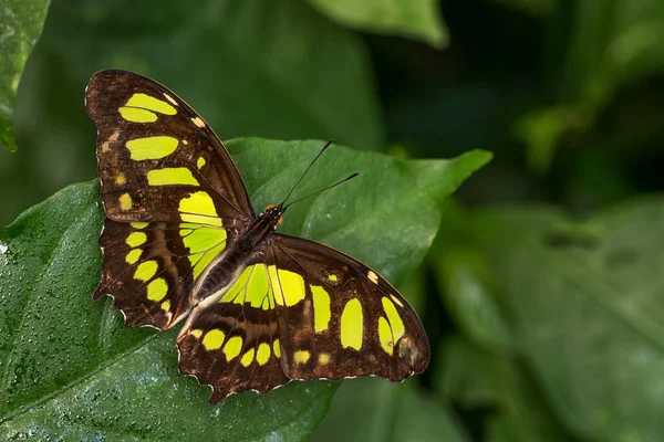 孔雀石蝴蝶 Siproeta Steelenes 美丽的孔雀石蝴蝶 来自新大陆的灌木丛和森林 巴拿马 — 图库照片