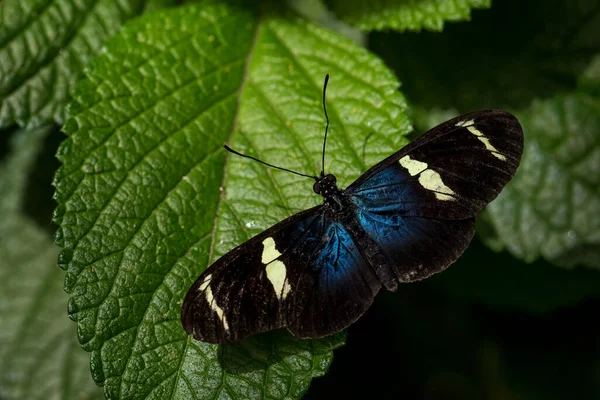 Sara Longwing Heliconius Sara Beautiful Colored Brushfoot Butterfly Central South — Stock Photo, Image
