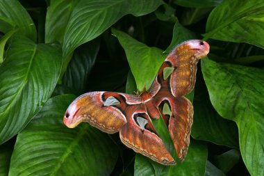 Atlas Güve - Attacus Atlası, Asya ormanlarından ve ormanlarından güzel, büyük, simgesel güve, Borneo, Endonezya.