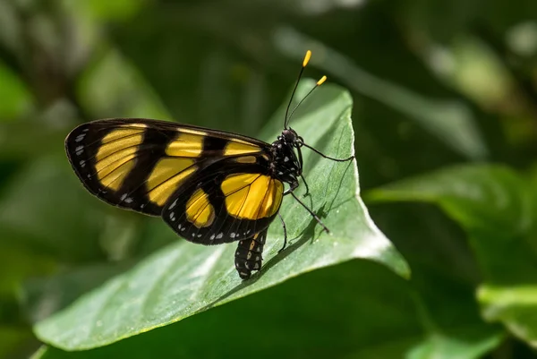 Brush Footed Vlinder Thyridia Psidii Mooie Gele Vlinder Uit Midden — Stockfoto
