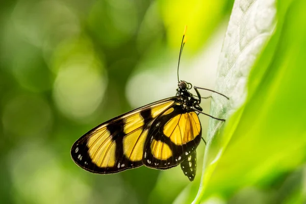 Fırça Ayaklı Kelebek Thyridia Psidii Orta Latin Amerika Dan Güzel — Stok fotoğraf