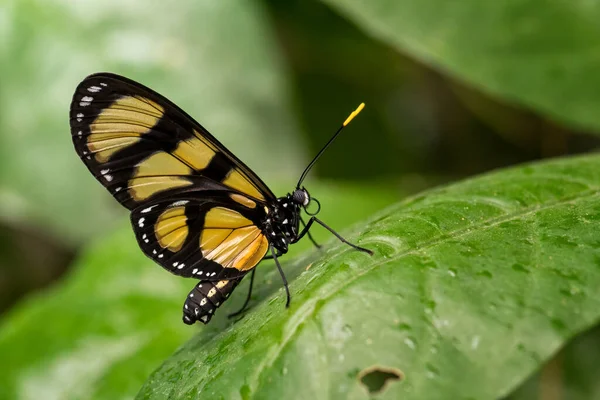 草脚蝴蝶 Thyridia Psidii 来自中美洲和拉丁美洲林地 草地和花园的美丽的黄色蝴蝶 巴拿马 — 图库照片
