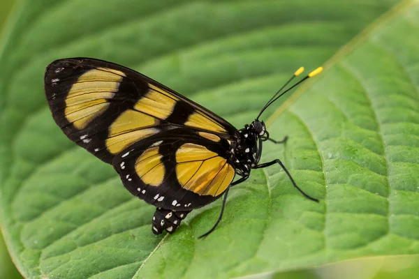 Fırça Ayaklı Kelebek Thyridia Psidii Orta Latin Amerika Dan Güzel — Stok fotoğraf