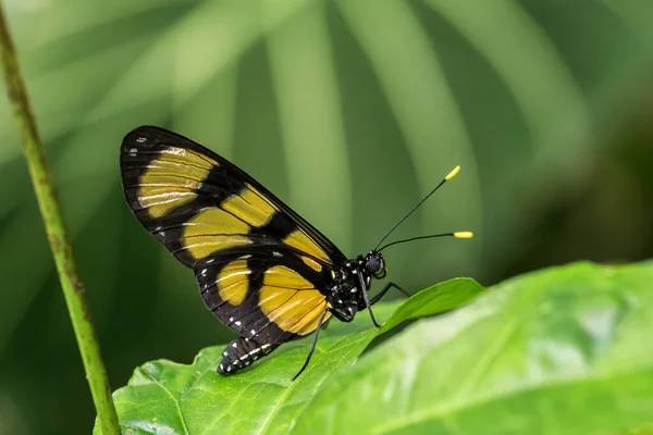 Кистоногая Бабочка Thyridia Psidii Красивая Желтая Бабочка Лесов Центральной Латинской — стоковое фото