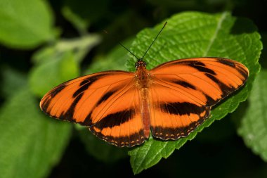 Şeritli Orange Heliconian - Dryadula phaetusa, Orta ve Latin Amerika ormanlarından güzel turuncu tropikal kelebek, çayırlık ve bahçeler, Panama.