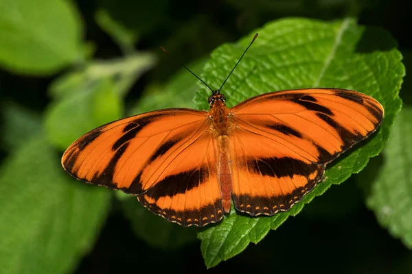 Banded Orange Heliconian Dryadula Phaetusa Beautiful Orange Tropical Butterfly Central — Stock Photo, Image