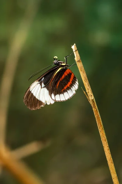 Cydno Longwing Heliconius Cydno Beautiful Colored Tropical Butterfly Central Latin — Stock Photo, Image