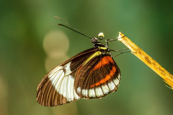 Cydno Longwing Heliconius Cydno Piękny Kolorowy Motyl Tropikalny Ameryki Środkowej — Zdjęcie stockowe