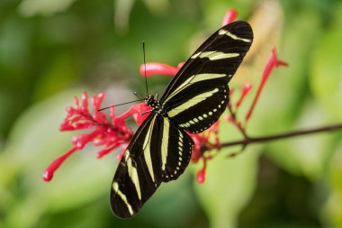 Zebra Longwing - Heliconius charithonia, Orta ve Latin Amerika ormanlarından güzel renkli tropikal kelebek, çayırlar ve bahçeler, Panama.