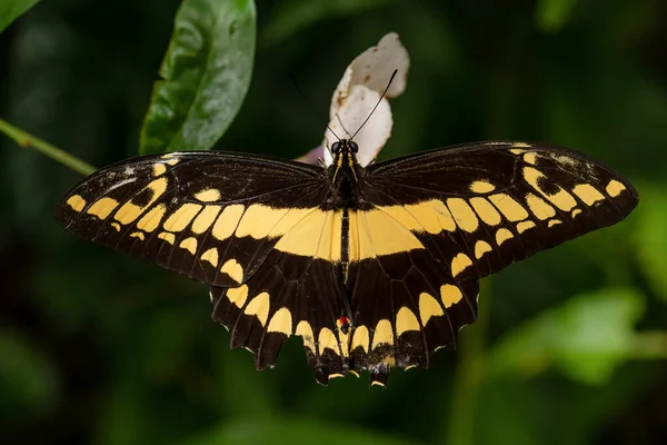 Thoas Swallowtail Papilio Thoas Stor Vacker Färgad Tropisk Fjäril Från — Stockfoto