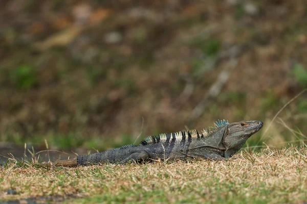 常见的绿色伊瓜纳 伊瓜纳鬣蜥 来自中美洲和拉丁美洲林地 森林和淡水海岸的大型受欢迎蜥蜴 巴拿马坎伯塔尔 — 图库照片