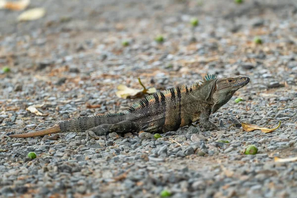 常见的绿色伊瓜纳 伊瓜纳鬣蜥 来自中美洲和拉丁美洲林地 森林和淡水海岸的大型受欢迎蜥蜴 巴拿马坎伯塔尔 — 图库照片