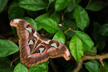 Atlas Güve - Attacus Atlası, Asya ormanlarından ve ormanlarından güzel, büyük, simgesel güve, Borneo, Endonezya.