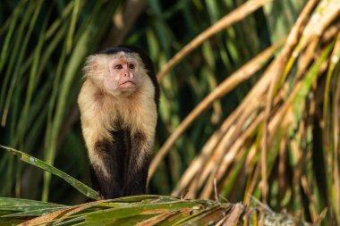 Beyaz yüzlü Capuchin - Cebus capucinus, Latin Amerika ormanlarından güzel kahverengi beyaz yüzlü primat, Gamboa ormanı, Panama.