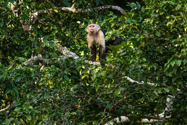 在巴拿马甘博亚森林 来自拉丁美洲森林的美丽棕色白脸灵长类灵长类 白脸灵长类 Cebus Capucinus — 图库照片