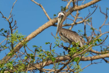 Kahverengi Pelikan - Pelecanus occidentalis, Amerika 'nın Pasifik ve Atlantik kıyılarında büyük su kuşu avcılığı, Gamboa, Panama.